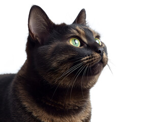 Portrait of a black cat with bright green eyes gazing upward on a white background, representing domestic pets, curiosity, and feline beauty