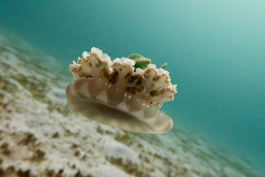 Upside-down jellyfish (Cassiopea Andromeda) hovering above a sandy bottom in Komodo, Indonesia  