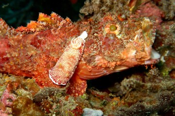 Red-reticulate Goniobranchus (Goniobranchus reticulatus) nudibranch climbing on a scorpion fish with open mouth   