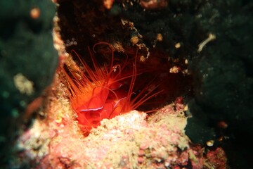 red electric clam close-up flashing in a coral reef in Komodo, Indonesia  