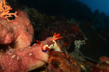 purple-lined nembrotha (Nembrotha Purpureolineata) feeding on corals on a scenic coral reef in Komodo, Indonesia 