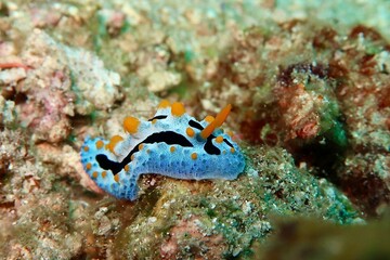 Sky Blue Phyllidia (Phyllidia coelestis) nudibranch close-up on a coral reef in Amed, Bali   