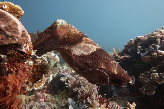huge cuttlefish camouflaged in front of a coral block close-up in Komodo, Indonesia   
