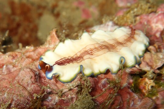 Triple-striped Flatworm (Pseudoceros rubrotentaculatus) close-up on a reef in Amed, Bali    