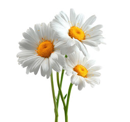 Close-up of three white daisies with yellow centers, showing delicate petals and stems