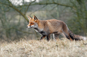 A full-length side view portrait of an adult red fox (Vulpus vulpus) walking through dry grass