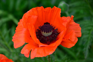 Vibrant Red Poppy Blossom in Full Bloom macro