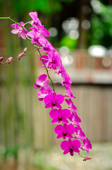 Large bouquet of purple and white Cooktown orchids on a brown and green background taken under sunlight. Close-up of blooming flowers, growth and garden photography background.