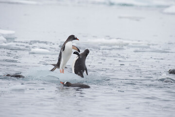 Gentoo Penguin on the ice