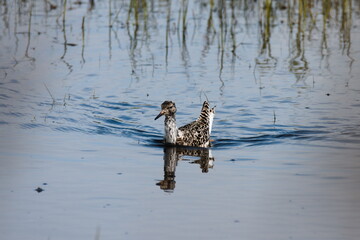battalion on the water (Philomachus pugnax)