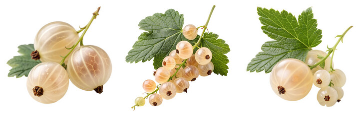 Set of A group of white berries with a green leaf isolated on a transparent background