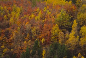 Colorful autumn trees