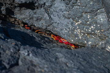 Vibrant Sally Lightfoot Crabs on Volcanic Rocks, Gran Canaria