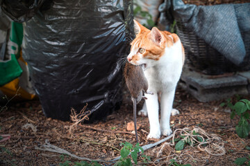 Naughty Orange and White Tabby cat carrying a killed mouse it away from a pile of garbage in the backyard.