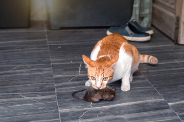 Naughty Orange and White Tabby Cat kill rat by holding a mouse in his mouth with the eyes of a cold-blooded hunter on floor tiles at front porch front of home.