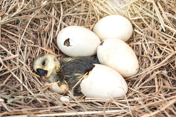 Newborn Shi Tou grey Goose. Little wet feathers newly gosling is hatching from egg in nest on haystack.