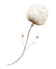 Watercolor Dried Plant with Fluffy Seed Pod