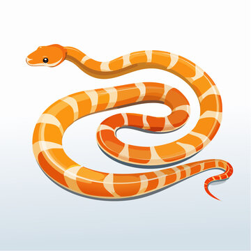 A bright orange ball python is coiled symmetrically into a perfect, tight spiral shape on a smooth surface.