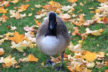 Canada Goose in Autumn Leaves