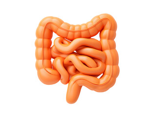 Intestine Model Isolated on Transparent Background Digestive Organ