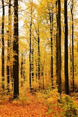 Fototapeta premium Golden autumn forest landscape with vibrant yellow and orange foliage on the trees and a sunlit path through the woods