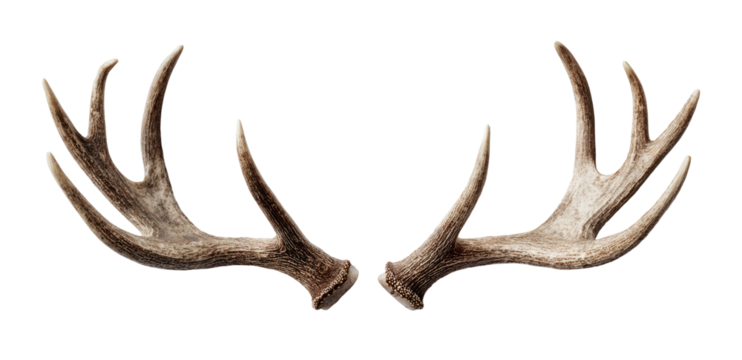 Detailed pair of deer antlers