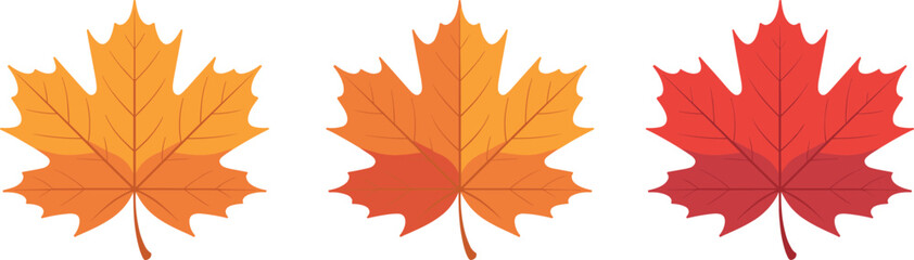 Autumn maple leaves illustration, seasonal foliage artwork, colorful fall design, red orange yellow gradient leaves, natural background, botanical drawing, seasonal decoration