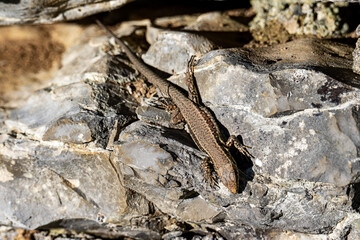 Close-up of a brown common wall lizard basking on a rough, grey rock surface in bright sunlight.
