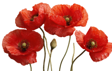 Close-up of vibrant red poppies, several blossoms clustered together on stems.  Petals display a gradient of red,  with darker tones in the center and lighter shades outward.  
