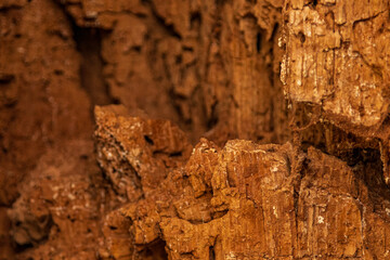 Close-up of rough tree bark texture with natural cracks and patterns. Detailed wooden surface ideal for backgrounds, nature themes