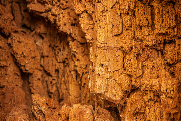 Close-up of detailed cracked tree bark in warm brown tones. Natural wood texture perfect for organic backgrounds
