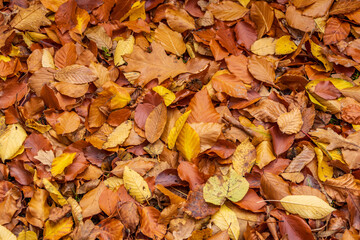Colorful autumn leaves covering the ground. A rich texture of brown, yellow, and orange foliage — perfect for seasonal backgrounds, textures
