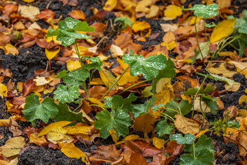 Green leaves with water droplets among fallen autumn foliage. Vivid seasonal contrast between fresh greenery