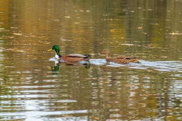 A pair of mallard ducks gliding through golden-reflecting autumn water. The warm tones of the lake surface