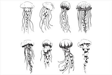Hand Drawn Jellyfish Illustration  Black and White Marine Art