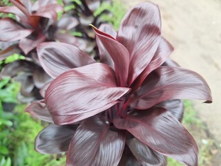 Close-up of Cordyline fruticosa, known as hanjuang or ti plant, showing vibrant red and green leaves, ideal for tropical garden or nature design themes.