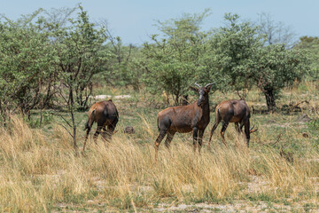 Blesbok antelope, Damaliscus pygargus, in the Okavango Delta