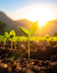 Young seedling emerging from rich soil, bathed in golden sunset