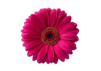 Vibrant pink gerbera daisy flower isolated on a transparent background 1