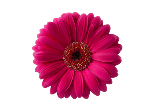 Vibrant pink gerbera daisy flower isolated on a transparent background 1 - Powered by Adobe