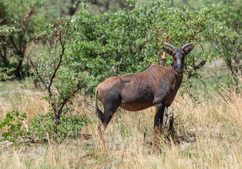 Blesbok antelope, Damaliscus pygargus, in the Okavango Delta
