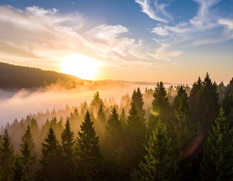 Aerial view of a forest at sunset, bathed in golden light