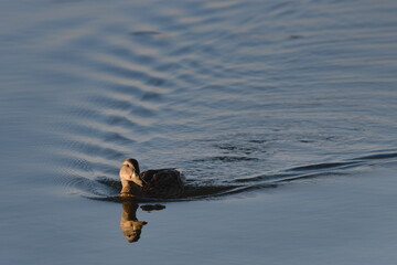 duck in the water