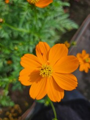 orange zinnia flower