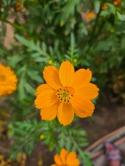 orange zinnia flower, flower.