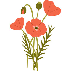 Bouquet of Coral Poppies with Green Stems and Leaves and Buds on a Transparent Background with Simple Petal Shapes and Delicate Stamen Detail