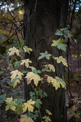 Autumn leaves background, autumn in November