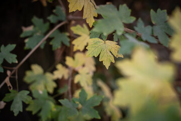 Autumn leaves background, fall season