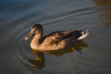 duck on the water