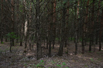 Dense Pine Forest with dark tree trunks